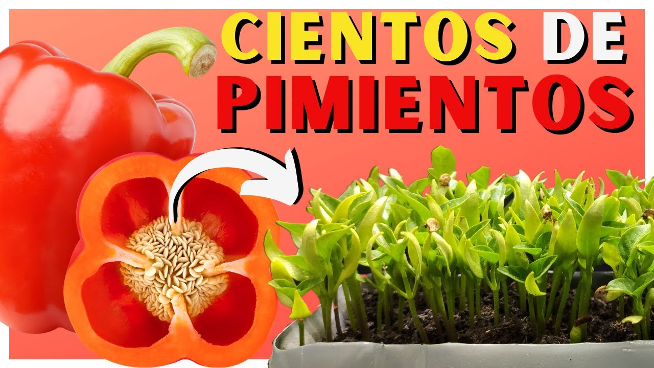 Cuando plantar pimiento