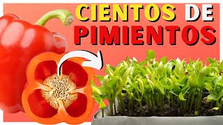 Cómo SEMBRAR PIMIENTO en CASA 🌱 2 Métodos ✅