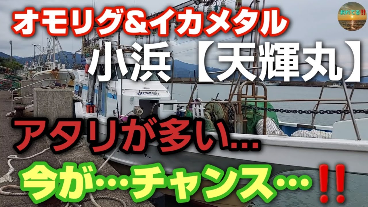 アタリが多い…今がチャンス…‼️オモリグで釣れるコツを掴む…‼️福井県小浜【天輝丸】イカメタル