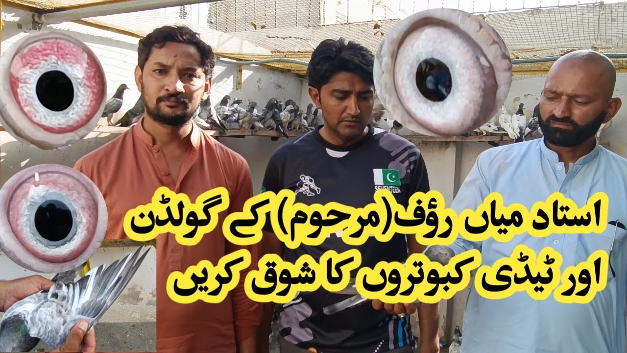 Mian Rouf ustad mian nazeer golden kabootar || Ustad mian Rouf k Taddy kabutar ...