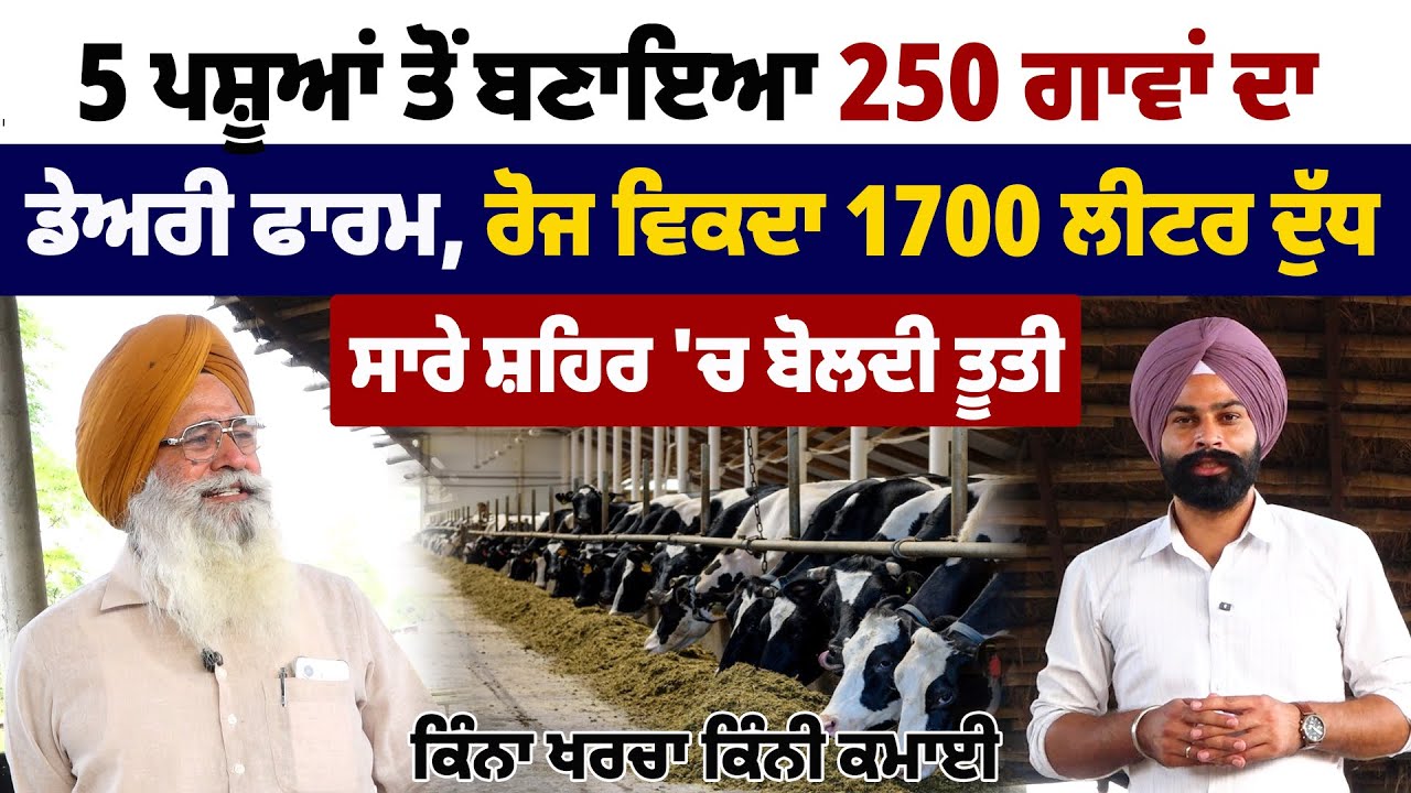 5 ਪਸ਼ੂਆਂ ਤੋਂ ਬਣਾਇਆ 250 ਗਾਵਾਂ ਦਾ ਡੇਅਰੀ ਫਾਰਮ, ਸਾਰੇ ਸ਼ਹਿਰ 'ਚ ਵਿਕਦਾ ਦੁੱਧ, ਲੱਖਾਂ ਦੀ ਕਮਾਈ