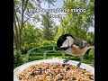 uh oh  #backyardbirds #birdmaster #birdfeeder #birding #amazonfavorites #birdsoftiktok