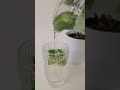 Okra's/Lime/Spring Water, Left In The Refrigerator Over Night, Have 1 Glass Every Morning #shorts