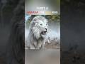 Mufasa and Taka’s Epic Journey: New Allies and Deadly Enemies | Movie Recap  #shorts