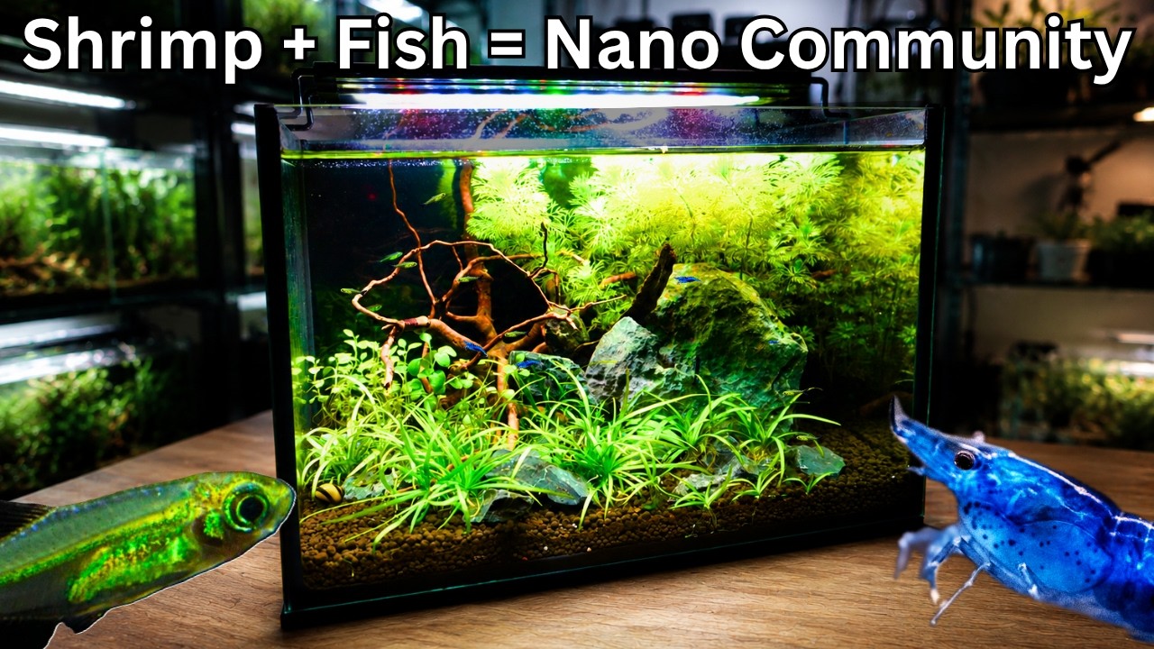 Can Fish and Shrimp Live Together? My Shrimp & Fish Setup!