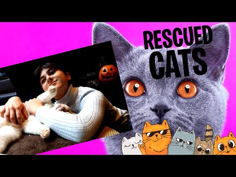 Funniest Animals 2023 😻 Best Funny Cats