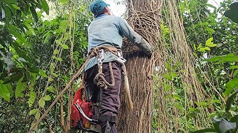 Cưa  cây  tràm  bông  vàng  nhiều  dây  leo  .Cưa  cây  kỷ thuật cao