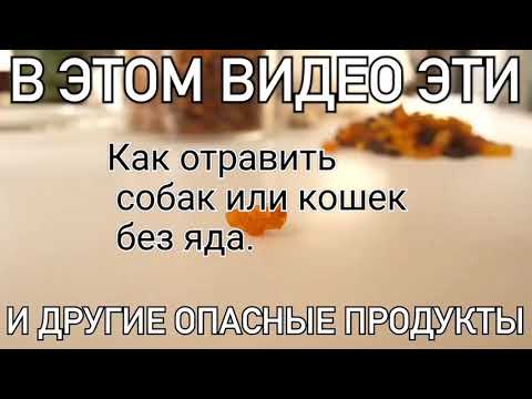 Как отравить собаку без последствия в домашних условиях таблетки