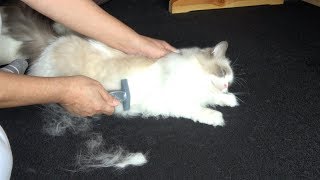 フーリー・ブラッシングだよ！もふもふラグドール猫［Ragdoll cat Ruu #187］Brushing by using "Foolee"