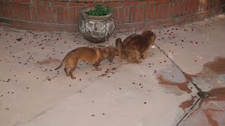 Coprophagia in Dogs Explained in 11 Causes by Delvix Pet 1,462 views 2 years ago 5 minutes, 28 seconds