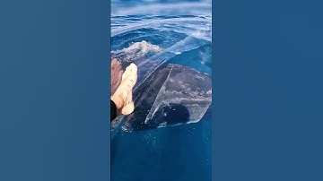 Whale Pumps A Transparent Kayak in the Deep Blue #shorts