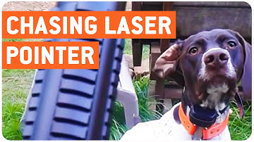 Dog Chases Laser Pointer | Where Can I Buy That?