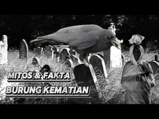 Burung Kematian || Mitos Dan Fakta Menarik Burung Kedasih class=