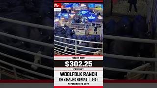 Woolfolk Ranch Sale Highlight
