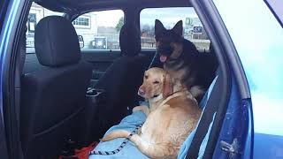 Car Manners 2