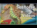 Sculpting A Seahorse - tinfoil to Pal Tiya Premium & painting