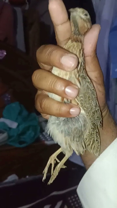 Batar and batar #music #newsong #cover #song #birdspecies