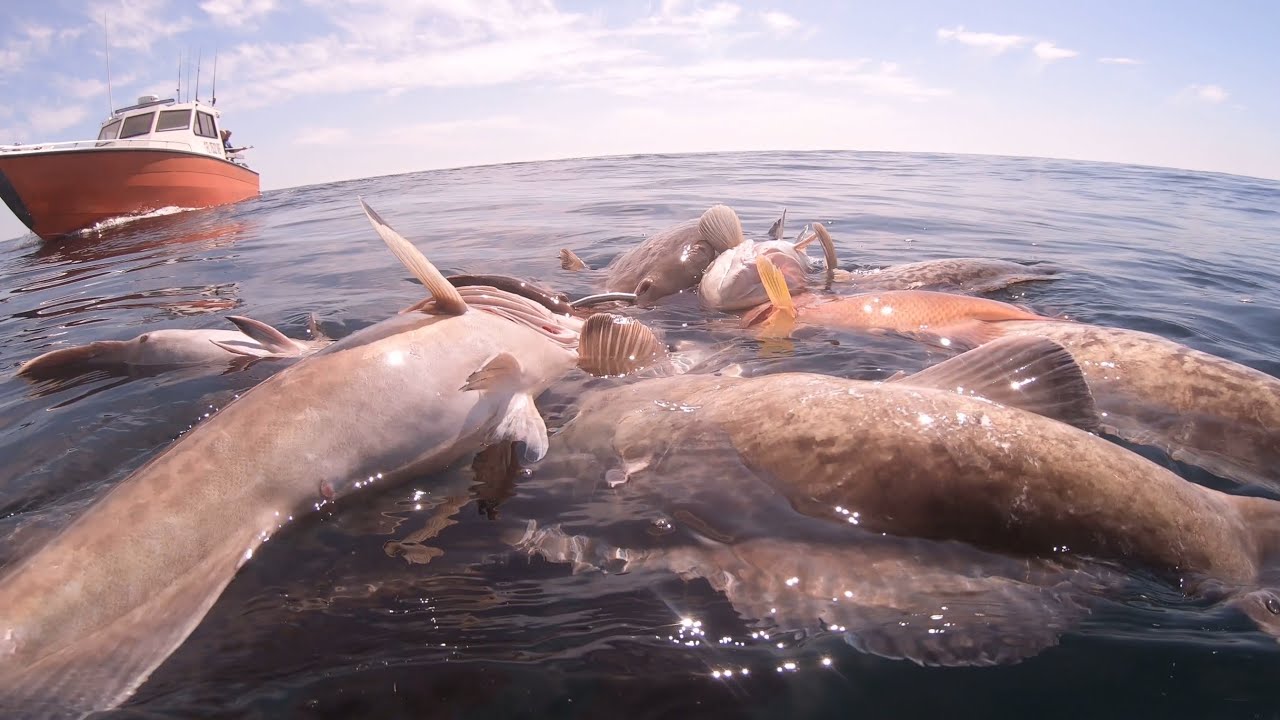 Grouper holes commercial spearfishing Tampa Bay￼