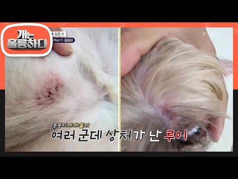 여러 군데 상처가 난 루이! 본인이 당했던 대로 루이에게 복수하는 콩콩이!? [개는 훌륭하다/Dogs Are Incredible] | KBS 230904 방송