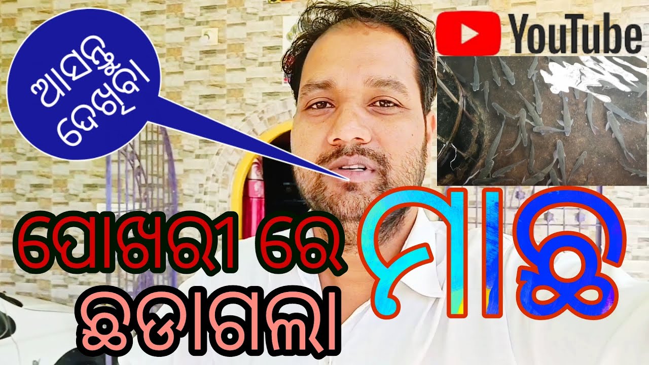 ପୋଖରୀ ରେ ମାଛ ଛଡାଗଲା  🐠 | Ajay Momoo Lifestyle |Odia Femily Vlog  |