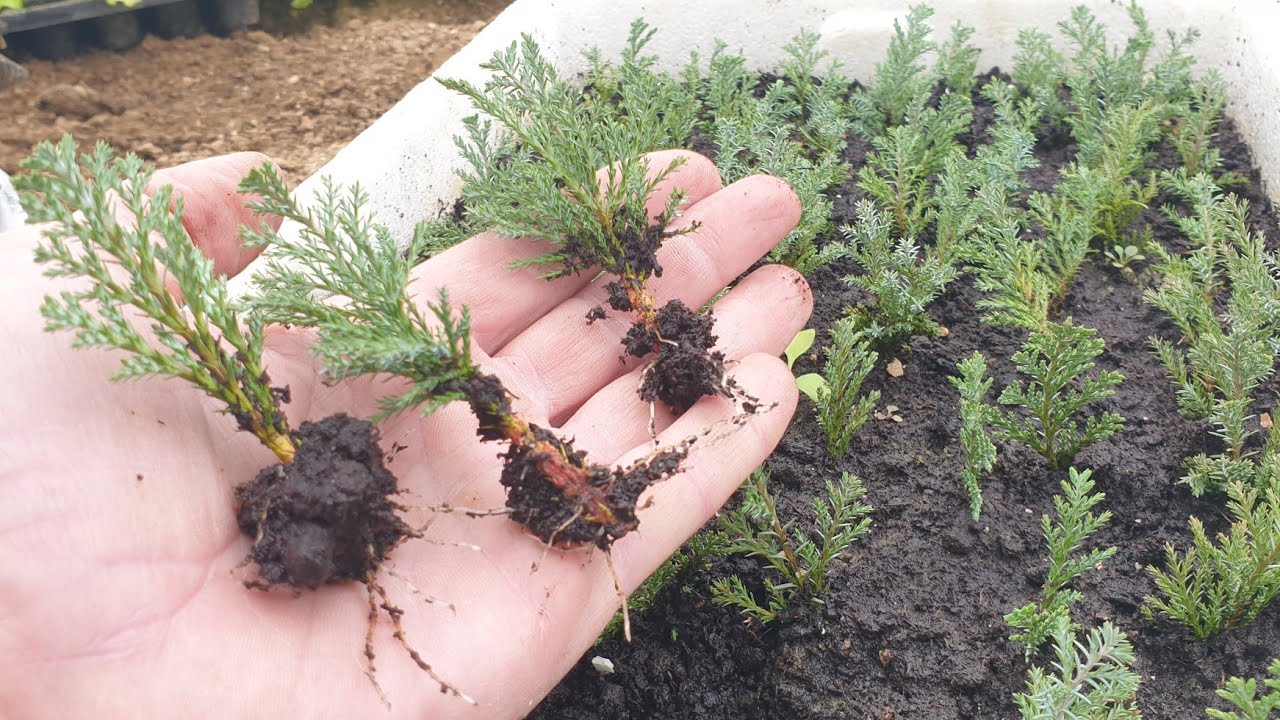 Размножение кипарисовика и туи простым способом