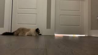 Ragdoll cat watching the parakeets from under the door by Rex and Sky In the City 235 views 2 years ago 1 minute, 7 seconds