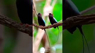 EXOTIC BIRDS most beautiful in the world