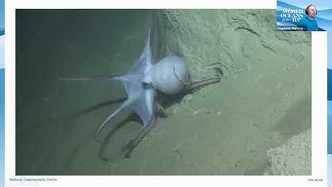 Ocean Robots by Matt Kingsland