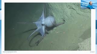 Famous Ocean Robots by Matt Kingsland Profile