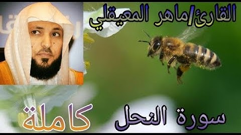 سورة النحل _كاملة تلاوة هادئة مريحة للنفس بصوت القارئ/ماهر المعيقلي