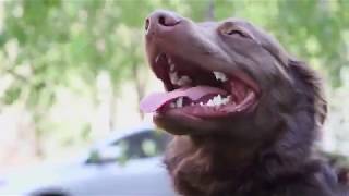 My Everyday Hustle: The Dog Walker
