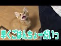 ご飯を待ちきれないとこうなります #shorts