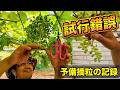 【ブドウ栽培】やればやるほど正解がわからない…メロン農家が本音で語る「摘粒」の難しさ