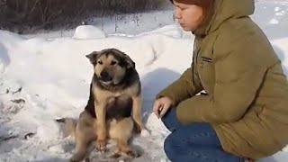 💔Собака ползла по полю в -30C° и просила помощи у проезжавших машин/ но никто её не забрал 😭