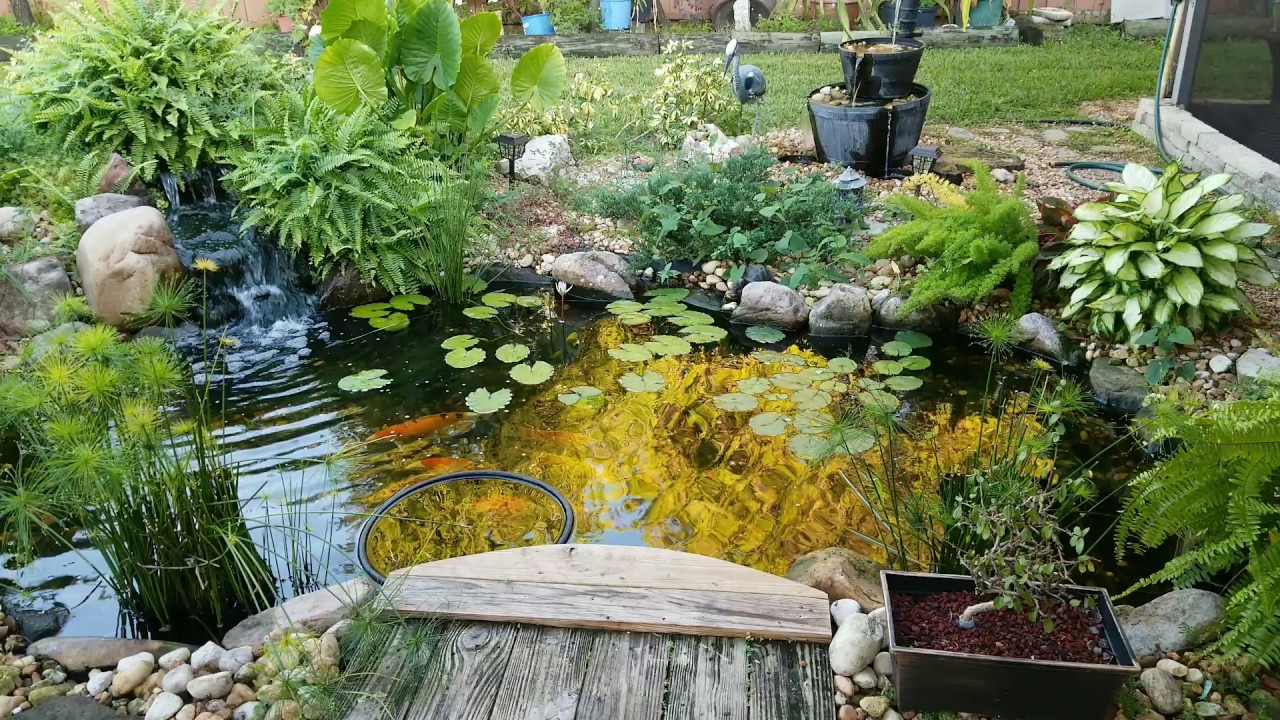 Koi pond - YouTube