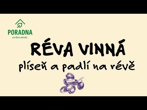 Video: Bílá Hniloba Hroznů