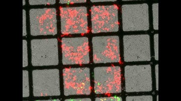 Reverse cell transfection on a superhydrophobic-superhydrophilic microarray