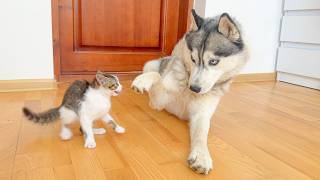 Giant Husky Tries to Calm a Tiny Kitten – Hilarious Reaction! screenshot 5