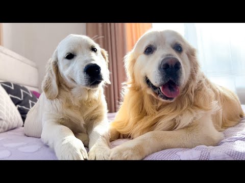 Wideo: Jakie są Twoje największe frustracje dotyczące psów? Oto co mówią niektórzy ludzie.