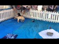 Chubby labrador puppies on Wet Nose Day for Guide Dogs NSW/ACT Chubby labrador puppies on Wet Nose Day for Guide Dogs NSW/ACT