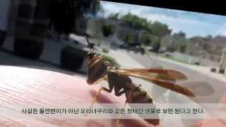 [맨티드플라이] 사마귀+말벌의 모습을 한 곤충 by 동영상공단 27,351 views 8 years ago 31 seconds