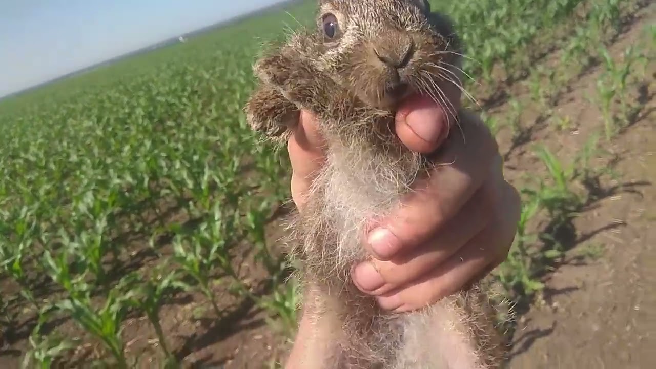 Заяц  пойман ушастый