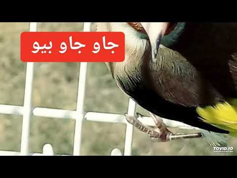 نوطة الجاو جاو بيو 