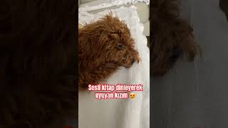 Kültürlü Köpke Öpeksevgisi Öpek Öpeksahiplenmek