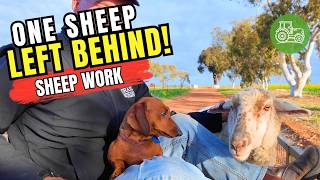 One Sheep Was Left Behind! | Real Australian Farm Stories