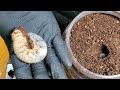 カブトムシの幼虫を一匹ずつボトルで飼育する理由。