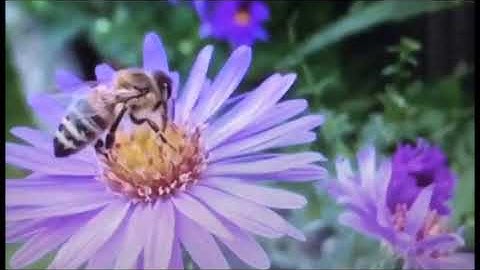 TIẾNG RU. Thơ Tố Hữu, diễn ngâm Đinh Hồng. VietNamesetraditionalpoems