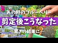 【衝撃】ブルーベリーを剪定・植え替えしたらその後こうなりました