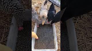 Chickens Eating Japanese Beetles Beetles