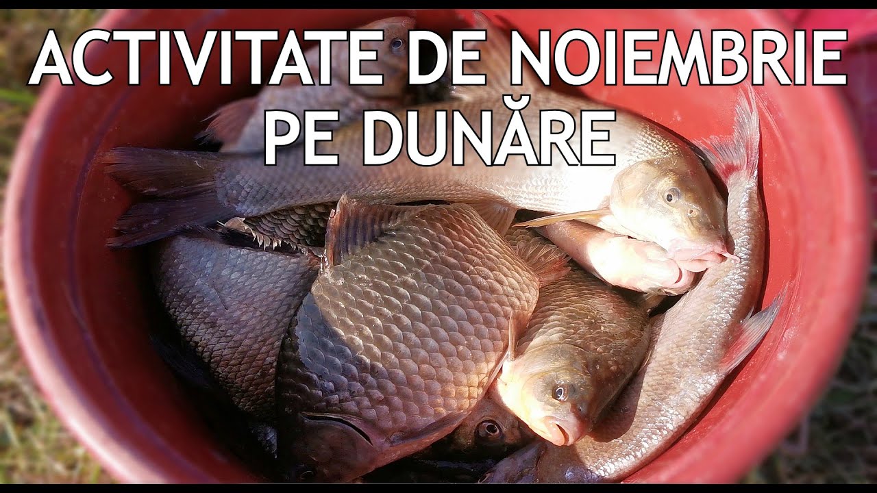 ACTIVITATE de NOIEMBRIE 2025 PE DUNARE la Caras BABALOI, Mreana, Platica, Morunas